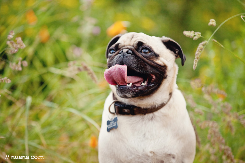 Northern California Pet Photographer | Nuena Photography | Beau the Pug