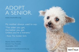 Betty White the Toy Poodle is Available For Adoption | Nuena Photography