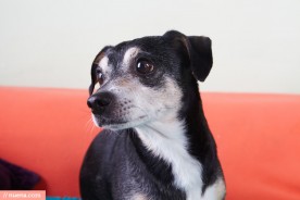 Rescue Dog Photography - Muttville | Nuena Pet Photography