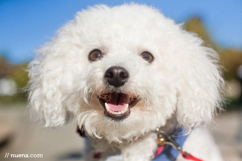 Bay Area Pet Photographer | Chloe the Bichon Frise | Nuena Photography