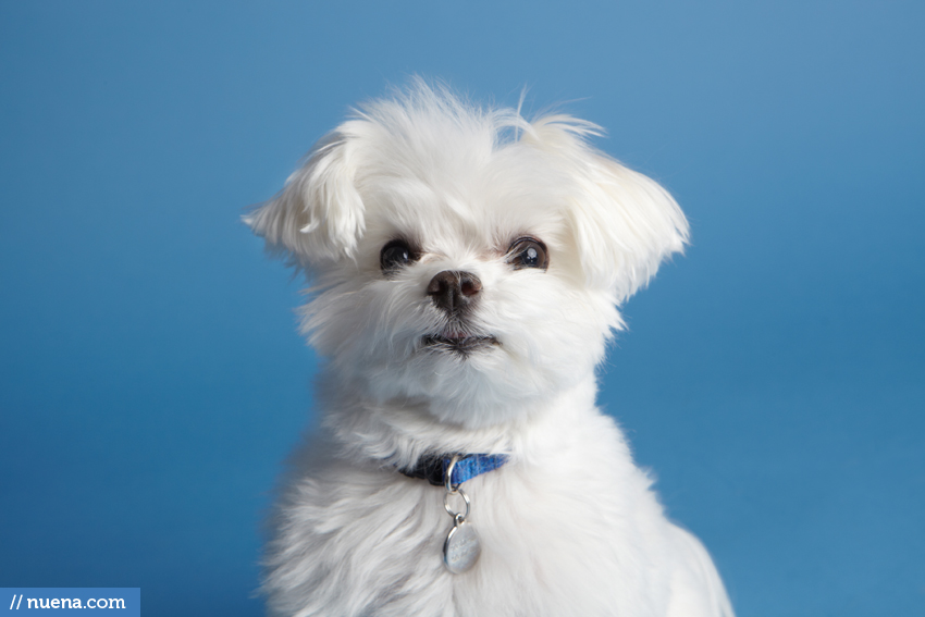 Foster City Dog Photographer - Maltese | Nuena Pet Photography