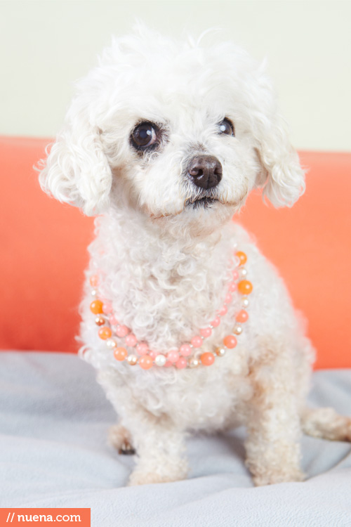 Dog Photography - Muttville San Francisco | Nuena Pet Photography