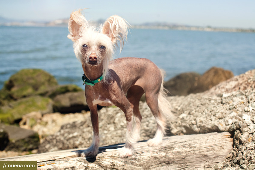 Oakland Pet Photographer | Nuena Photography | Chinese Crested