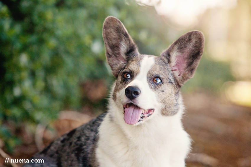 Dog Photographer San Francisco | Cardigan Welsh Corgi | Nuena Photography