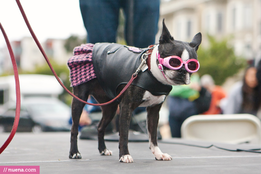 San Francisco Dog Photography by Kira Stackhouse | Nuena Photography