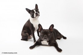 San Francisco Studio Pet Photographer | Boston Terrier + French Bulldog | Nuena Photography