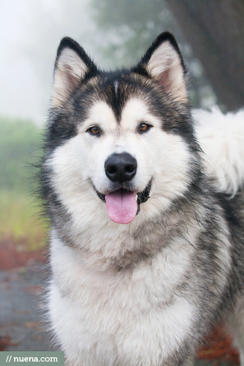 Oakland Dog Photographer | Kida the Alaskan Malamute | Nuena Photography