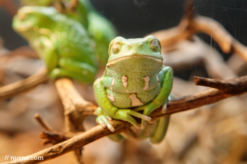 San Francisco Animal Photographer | California Academy of Sciences | Nuena