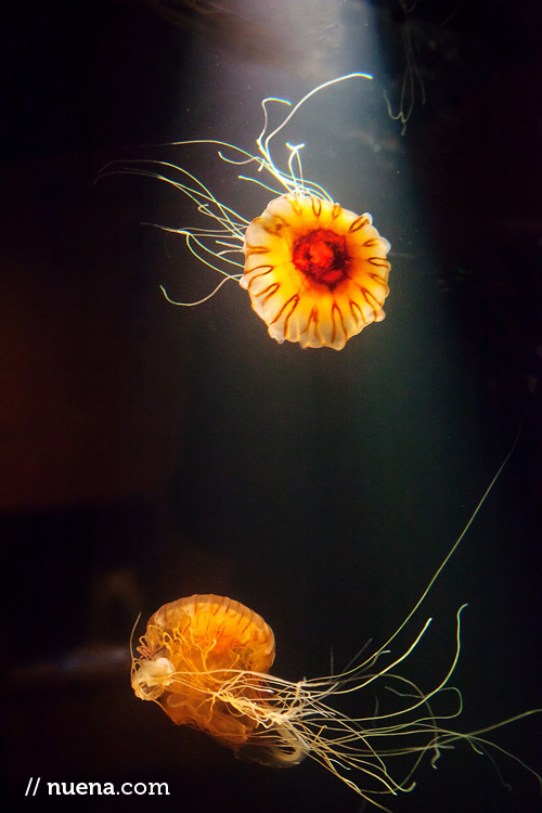 San Francisco Animal Photographer | California Academy of Sciences | Nuena