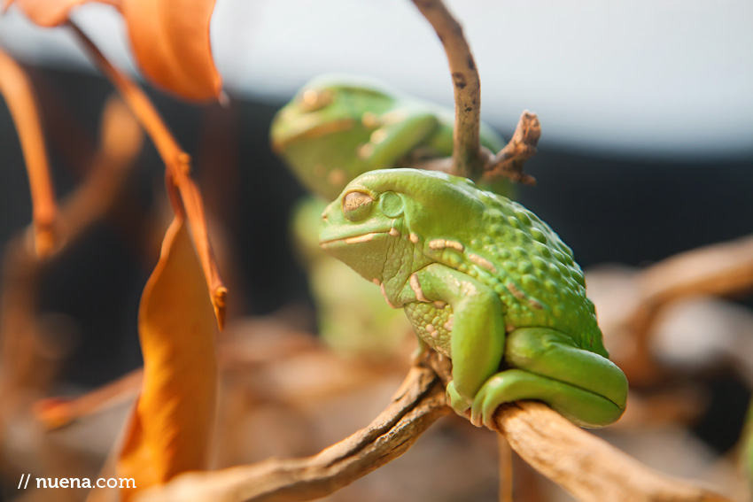 San Francisco Animal Photographer | California Academy of Sciences | Nuena