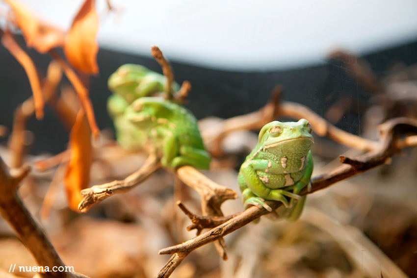 San Francisco Animal Photographer | California Academy of Sciences | Nuena