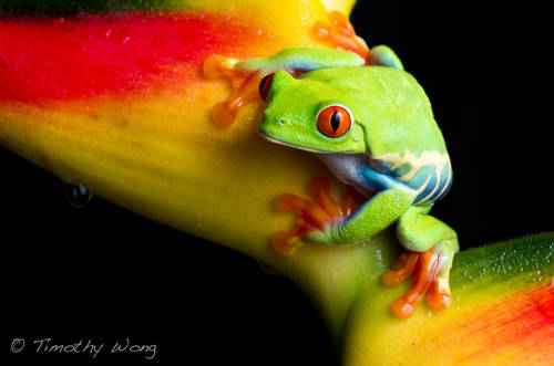 San Francisco Animal Photographer - Red-Eyed Tree Frog | Nuena Photography