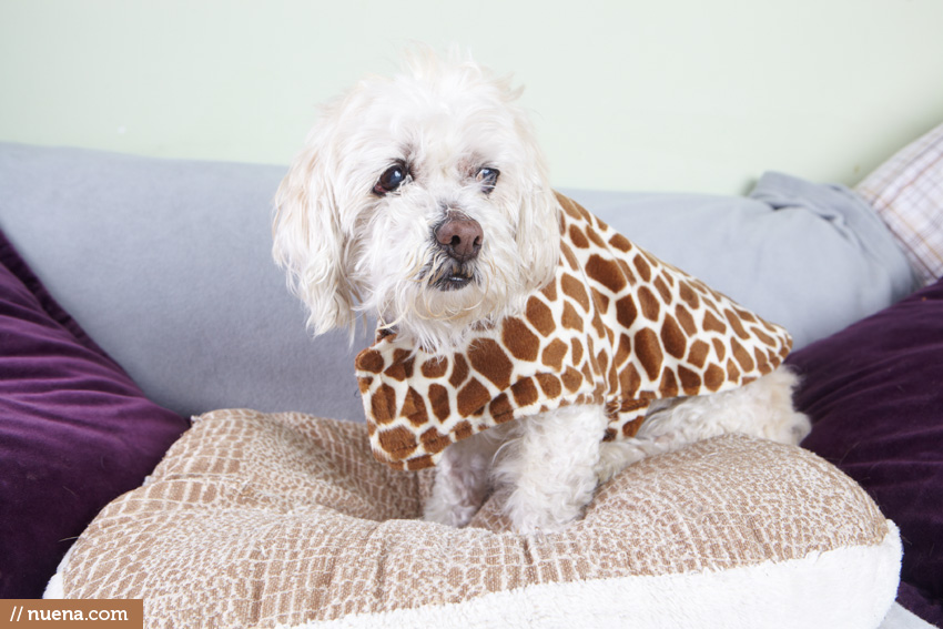 Dog Photography - Muttville San Francisco | Nuena Pet Photography