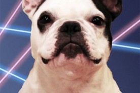 San Francisco Pet Photographer - French Bulldog | Nuena Photography