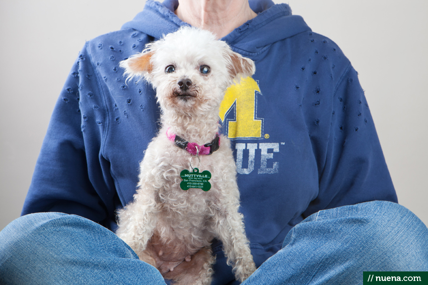 San Francisco Rescue Dog Photographer - Muttville | Nuena Photography