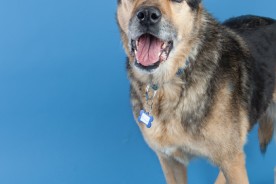 San Francisco Rescue Dog Photographer - Muttville | Nuena Photography