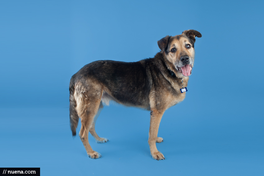 San Francisco Rescue Dog Photographer - Muttville | Nuena Photography