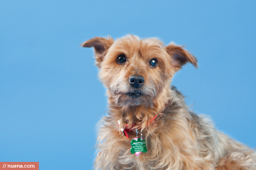 San Francisco Rescue Dog Photographer - Muttville | Nuena Photography