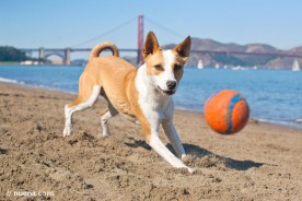 San Francisco Pet Photographer | Nuena Photography | Basenji Mix