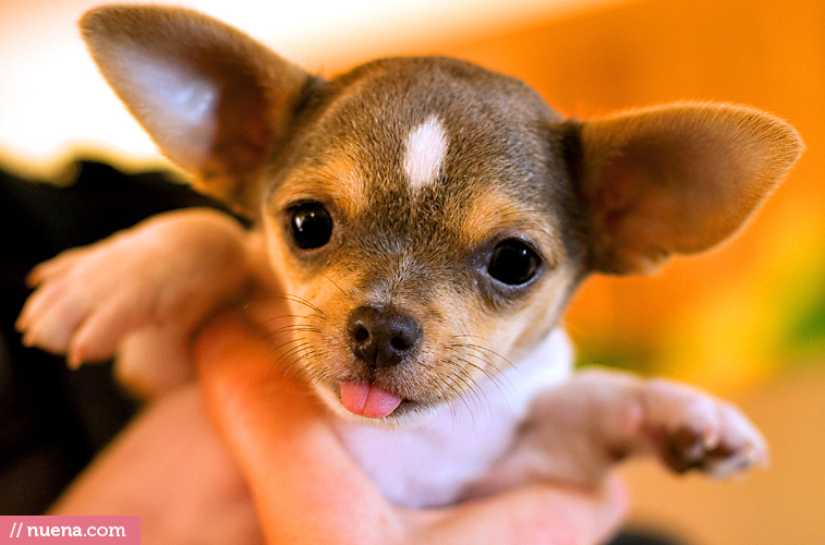San Francisco Dog Photographer - Romeo the Chihuahua | Nuena Photography