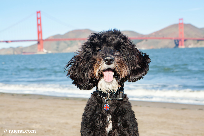 San Francisco Pet Photographer | Nuena Photography | Labradoodle