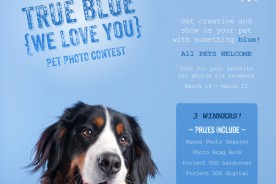 San Francisco Pet Photographer | Nuena Photography | True Blue Photo Contest