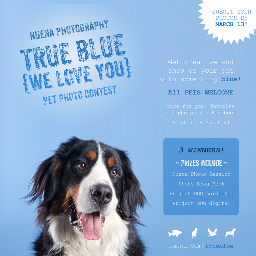 San Francisco Pet Photographer | Nuena Photography | True Blue Photo Contest