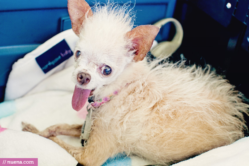 The World's Ugliest Dog 2011 - Yoda | Nuena Photography