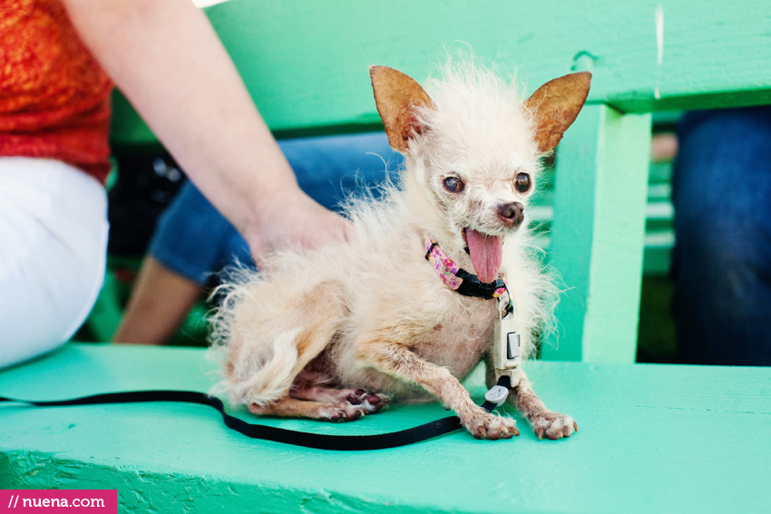 The World's Ugliest Dog 2011 - Yoda | Nuena Photography