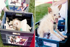 The World's Ugliest Dog 2011 - Yoda | Nuena Photography