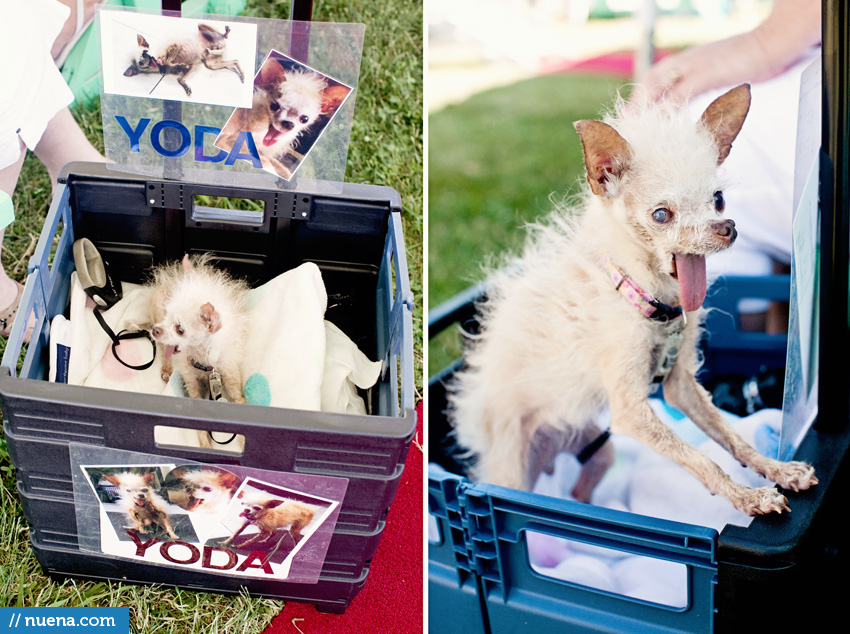 The World's Ugliest Dog 2011 - Yoda | Nuena Photography