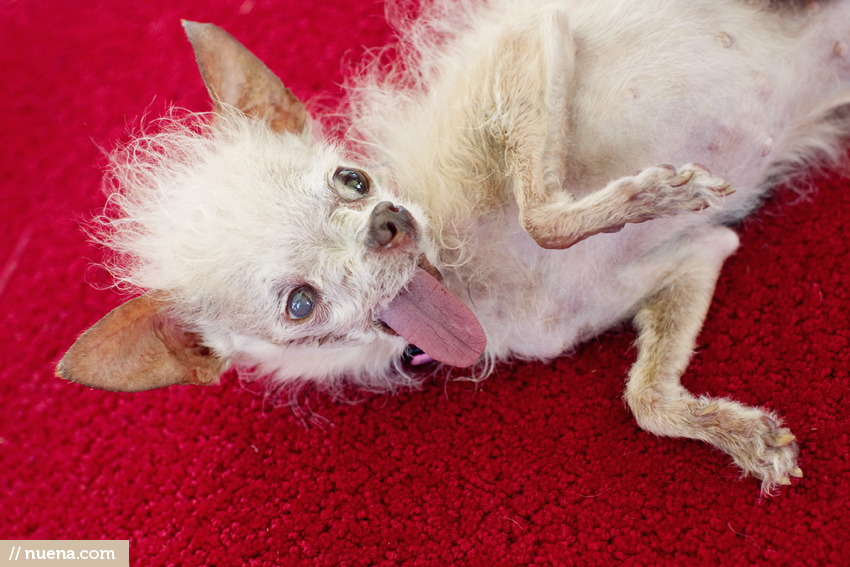 The World's Ugliest Dog 2011 - Yoda | Nuena Photography