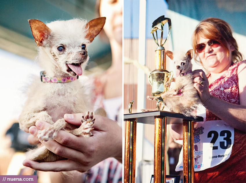 The World's Ugliest Dog 2011 - Yoda | Nuena Photography