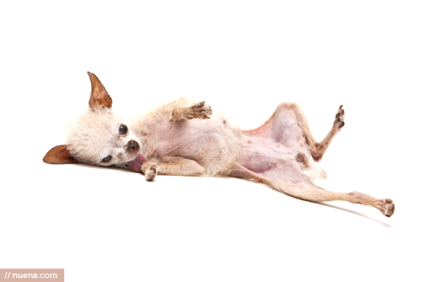 The World's Ugliest Dog 2011 - Yoda | Nuena Photography