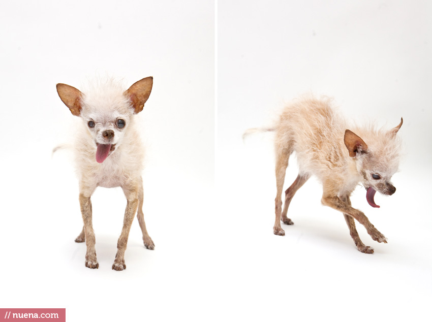 The World's Ugliest Dog 2011 - Yoda | Nuena Photography