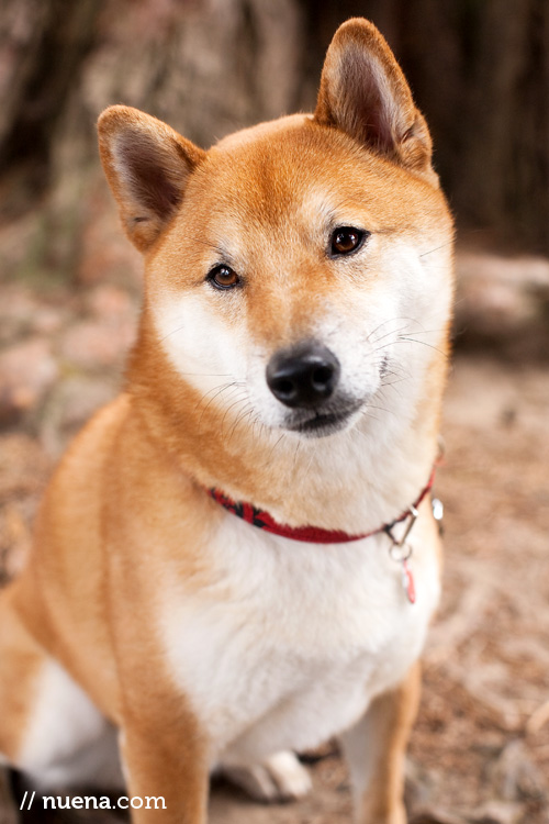 San Francisco Pet Photographer | Shiba Inu | Nuena Photography