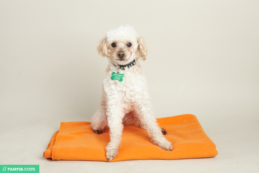 San Francisco Rescue Dog Photography - Muttville | Nuena Pet Photography