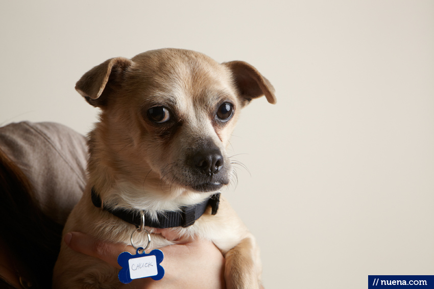 San Francisco Rescue Dog Photographer - Muttville | Nuena Pet Photography