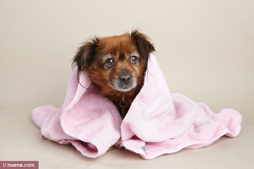 San Francisco Rescue Dog Photographer - Muttville | Nuena Pet Photography
