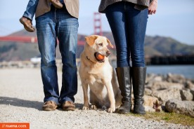 San Francisco Dog Photographer - Bo the Lab | Nuena Pet Photography