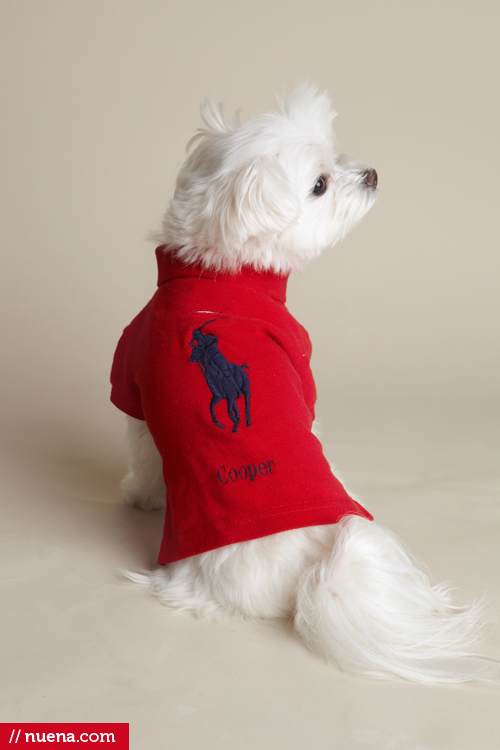 San Mateo Dog Photographer - Maltese | Nuena Pet Photography