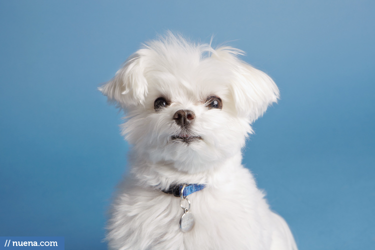 San Mateo Dog Photographer - Maltese | Nuena Pet Photography