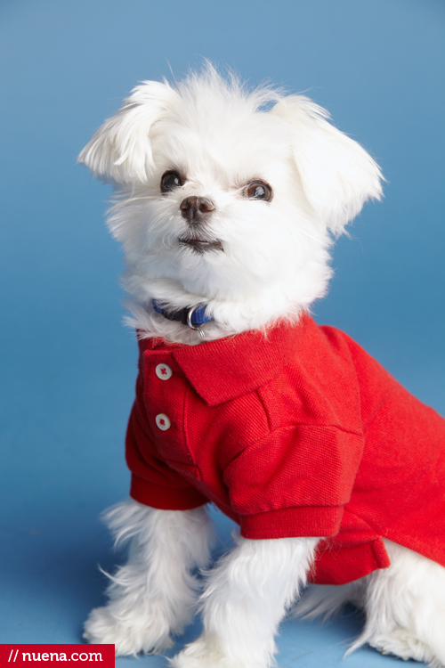 San Mateo Dog Photographer - Maltese | Nuena Pet Photography