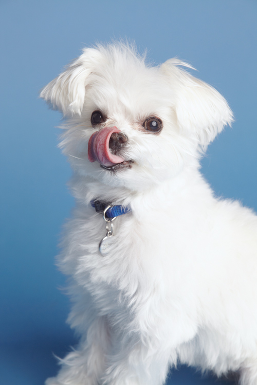 San Mateo Dog Photographer - Maltese | Nuena Pet Photography