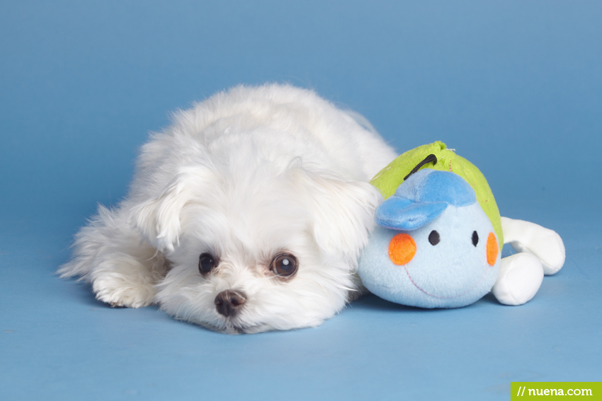 San Mateo Dog Photographer - Maltese | Nuena Pet Photography