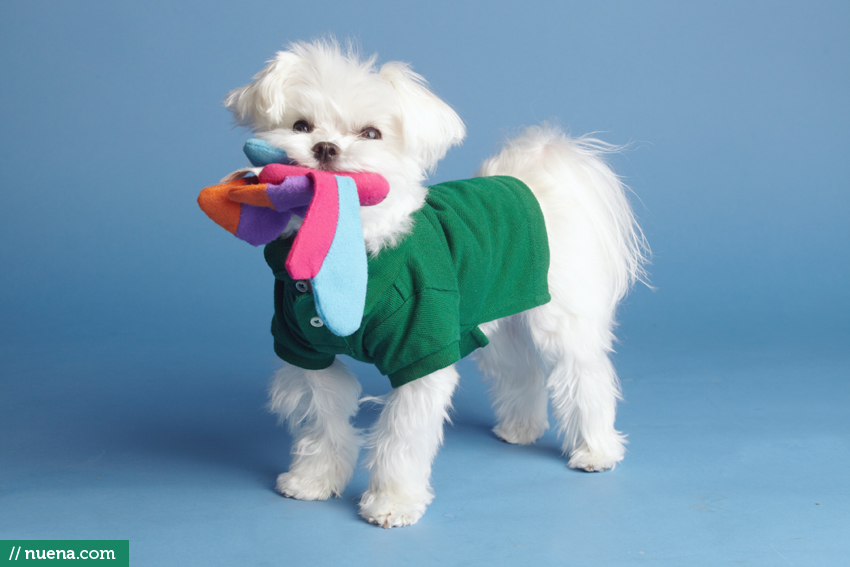 San Mateo Dog Photographer - Maltese | Nuena Pet Photography