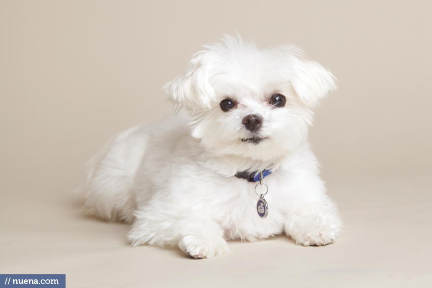 San Mateo Dog Photographer - Maltese | Nuena Pet Photography