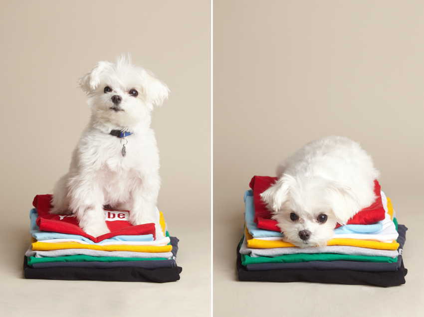 San Mateo Dog Photographer - Maltese | Nuena Pet Photography