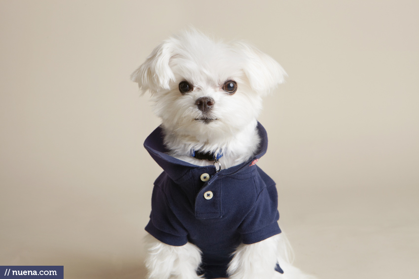 San Mateo Dog Photographer - Maltese | Nuena Pet Photography