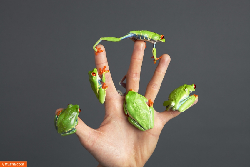 San Francisco Pet Photographer - Red Eyed Tree Frog | Nuena Photography
